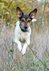 1383441_530017790407760_1977199395_n