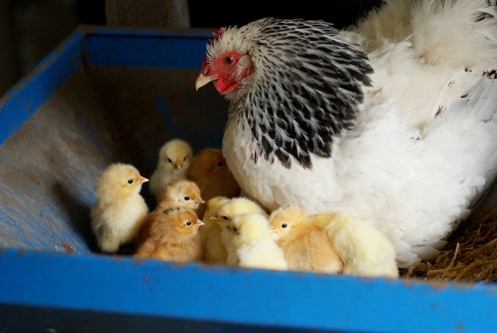 277449_2044614328350_1034982_o