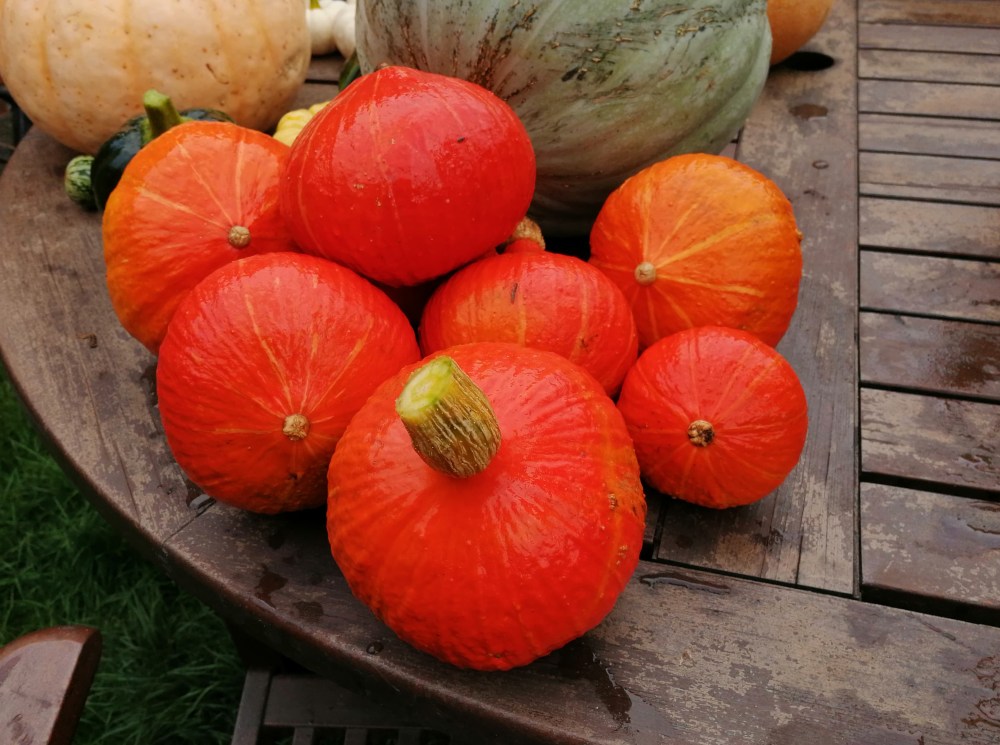 70845461_737372603390034_2542157968175005696_n